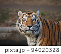 虎（トラ） 94020328