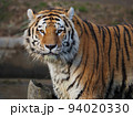 虎（トラ） 94020330