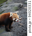 動物園のレッサーパンダ 94020331