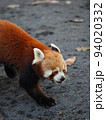 動物園のレッサーパンダ 94020332