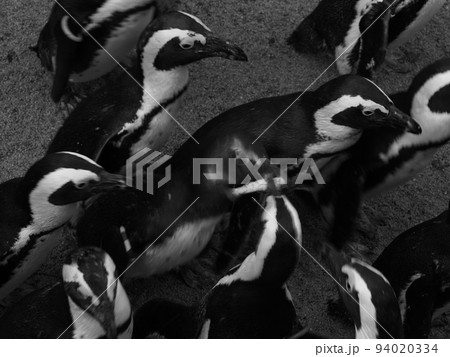 動物園のペンギンの集まり 94020334
