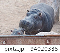 カバ（河馬） 94020335
