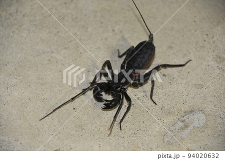 サソリモドキ サソリモドキ 94020632