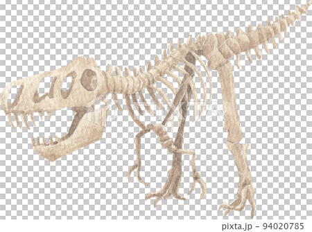 Cartoon fossils icon. Dinosaurs fossilization,bonesl.aleontology digging, animal skeleton museum watercolor illustration 94020785