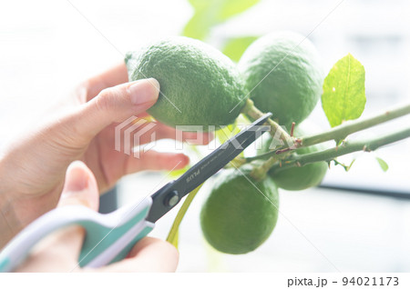 グリーンレモンの収穫 94021173