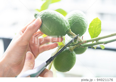 グリーンレモンの収穫 94021176