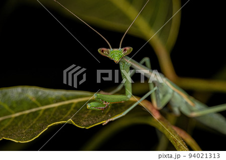 Small Mantid nymph Small Mantid nymph 94021313