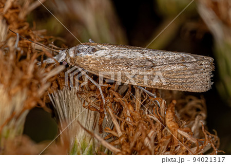 Adult Grass-veneer moth 94021317