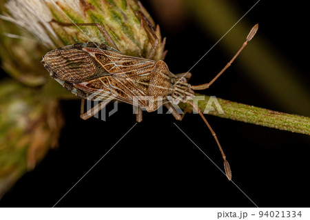 Adult Leaf-footed Bug Adult Leaf-footed Bug 94021334