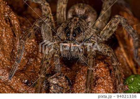 Small Wolf Spider 94021336