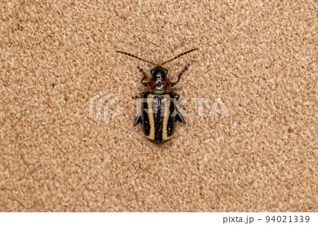 Adult Flea Beetle Adult Flea Beetle 94021339
