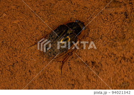 Adult Water Scavenger Beetle 94021342