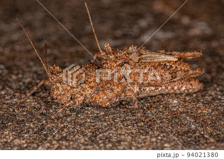 Short-horned Grasshopper Insect 94021380