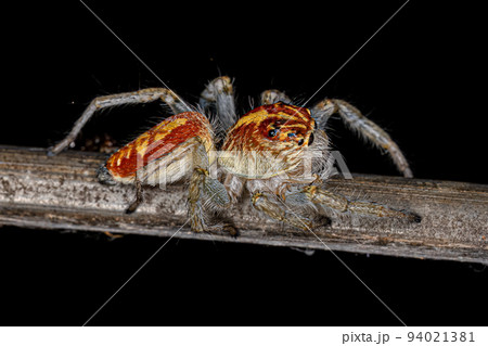 Adult Female Jumping Spider Adult Female Jumping Spider 94021381
