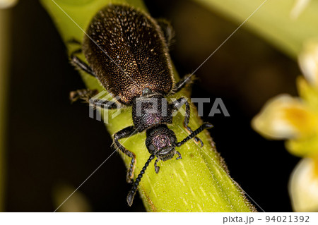 Adult Long-jointed Beetle 94021392