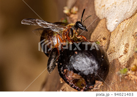 Adult Long-waisted Honey Wasp 94021403