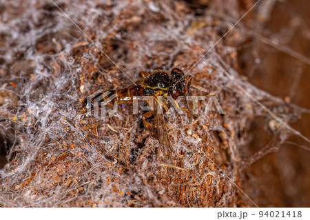 Dead Adult stingless bee 94021418