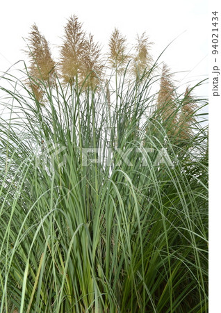 パンパスグラス 94021434