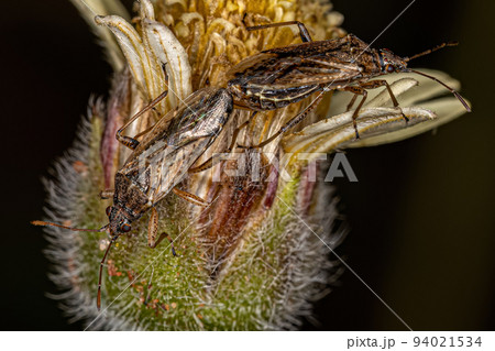 Adult Seed Bugs Adult Seed Bugs 94021534