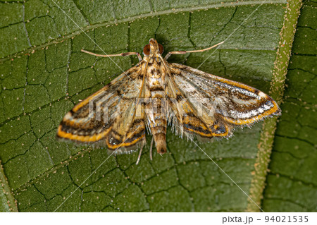 Adult Crambid Moth Adult Crambid Moth 94021535