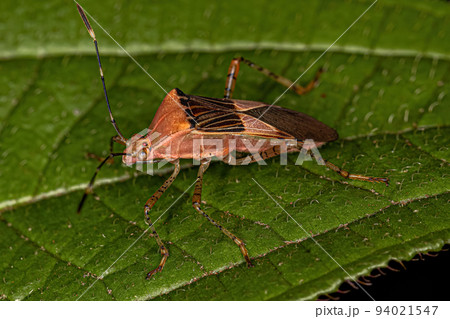 Adult Leaf-footed Bug Adult Leaf-footed Bug 94021547