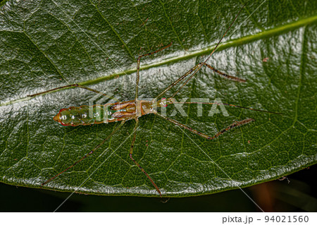 Assassin Bug Nymph Assassin Bug Nymph 94021560