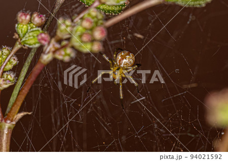 Small Male Cobweb Spider 94021592