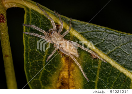 Small Ghost Spider 94022014