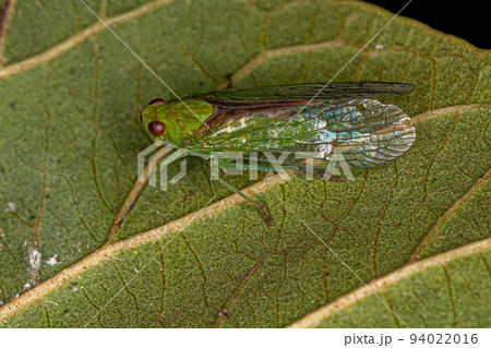 Adult Green Dictyopharid Planthopper Insect Adult Green Dictyopharid Planthopper Insect 94022016