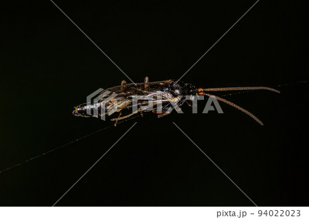 Adult Ichneumonid Wasp Adult Ichneumonid Wasp 94022023