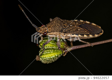Adult Leaf-footed Bug Adult Leaf-footed Bug 94022057