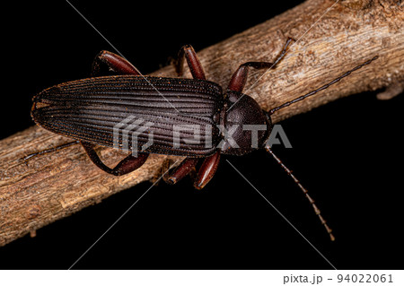 Adult Comb-clawed Darkling Beetle 94022061