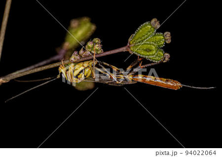 Adult Female Ichneumonid Wasp 94022064