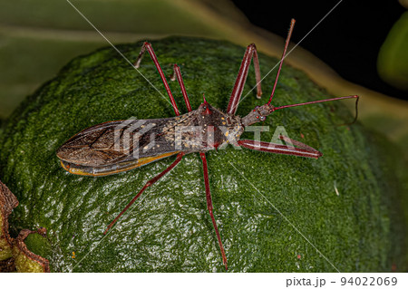 Adult Assassin Bug Adult Assassin Bug 94022069
