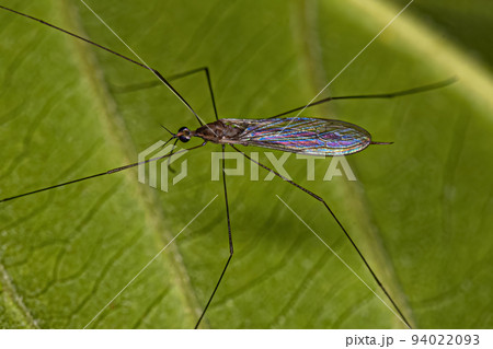 Limoniid Crane Fly Limoniid Crane Fly 94022093