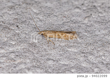Adult Curved-horn Moth 94022099