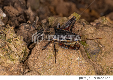Adult Field Cricket 94022127