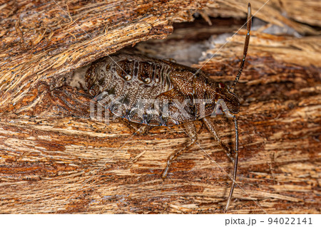 Stink bug Nymph 94022141