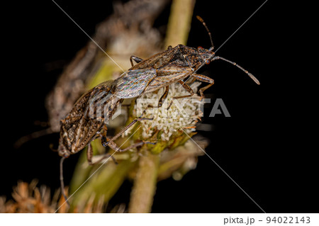 Adult Seed Bugs 94022143
