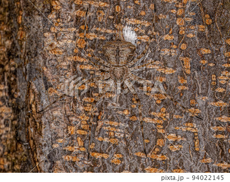 Small Longspinneret Spider 94022145