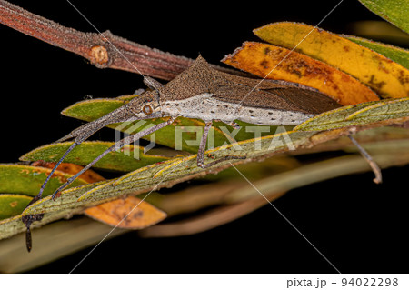 Adult Leaf-footed Bug Adult Leaf-footed Bug 94022298