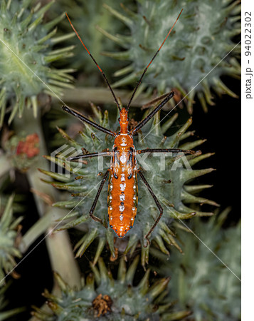 Assassin Bug Nymph 94022302
