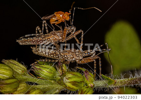 Adult Assassin Bugs 94022303