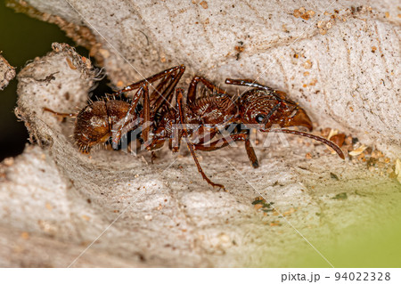 Adult Female Ectatommine Ant Adult Female Ectatommine Ant 94022328