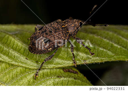 Adult True Weevil Adult True Weevil 94022331