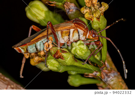 Adult Leaf-footed Bug Adult Leaf-footed Bug 94022332