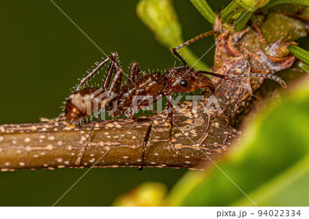 Adult Female Ectatommine Ant Adult Female Ectatommine Ant 94022334