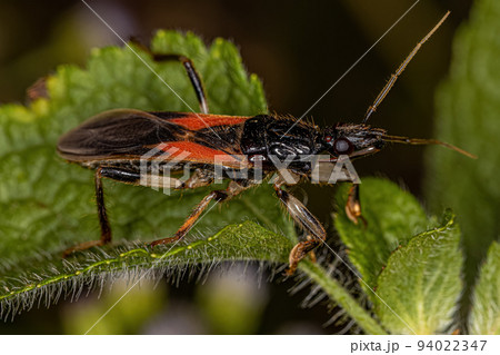 Adult Corsair Bug 94022347