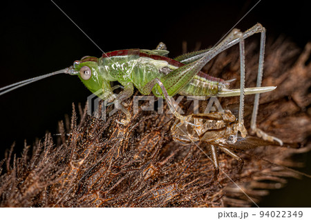 Lesser Meadow Katydid Nymph 94022349