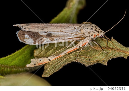 Adult ornamented Bella moth 94022351